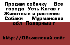 Продам собачку  - Все города, Усть-Катав г. Животные и растения » Собаки   . Мурманская обл.,Полярный г.